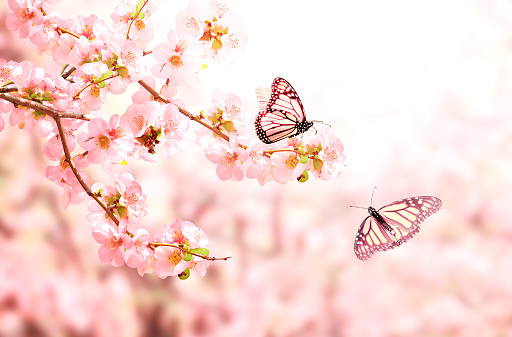 Horizontal banner with Japanese Quince flowers  and two Monarch butterfly on sunny backdrop. Beautiful nature spring background with a branch of blooming Quince and butterflies. Copy space for text