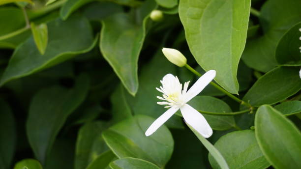 istock Clematis terniflora also known as Sweet autumn clematis, virginsbower 1370939971