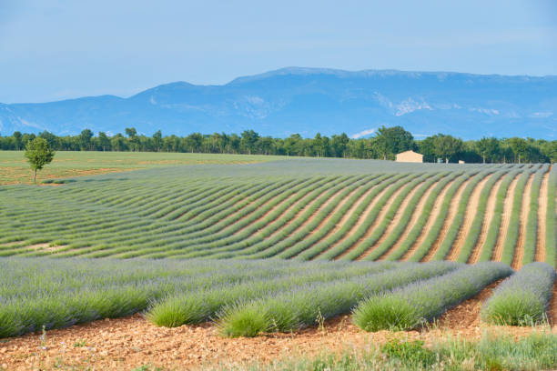 immense champ de rangées de lavande en france, valensole, côte dazur-alpes-provence, fleurs violettes, tiges vertes, lits peignés avec base de parfum, panorama, perspective, arbres et montagnes sont en arrière-plan - provence alpes cote dazur france lavender field photos et images de collection