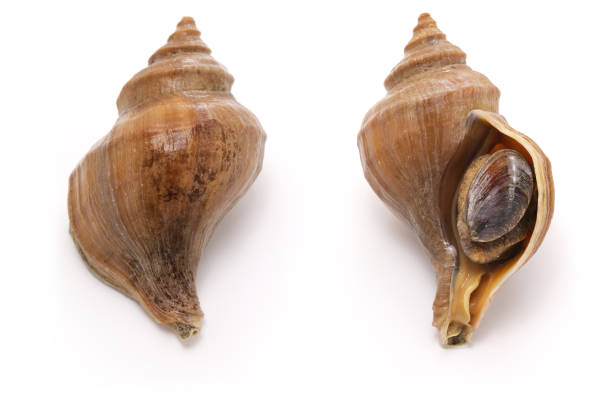 bulot japonais - sea snail photos et images de collection