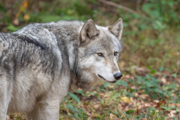 istock Gray Wolf with Woodlands Background 1370940990