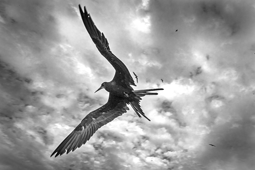A magnificent frigatebird flies in an apocalyptic sky near a fishing village in Ecuador