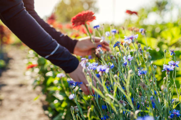 kobieta ogrodnik wybiera czerwone zinnias i niebieskie przyciski kawalerskie w ogrodzie letnim za pomocą pruner. zbiory kwiatów ciętych - picking up zdjęcia i obrazy z banku zdjęć