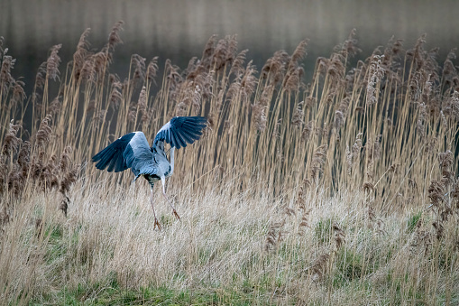 Heron in a reed bed.