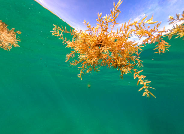 istock Bright fresh Seaweed floating in an idyllic turquoise ocean 1370943781