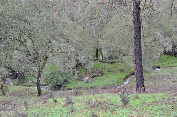 istock Hillside flowing Creek and Oak Trees 1370944143