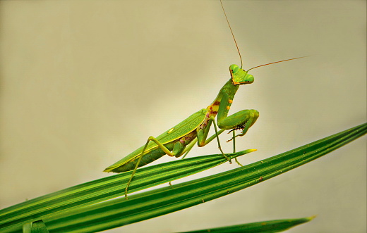 Large green praying mantis (7 cm) on palm leaves.