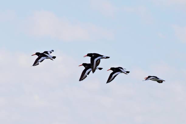 istock Flock of sea birds in flight 1370945712