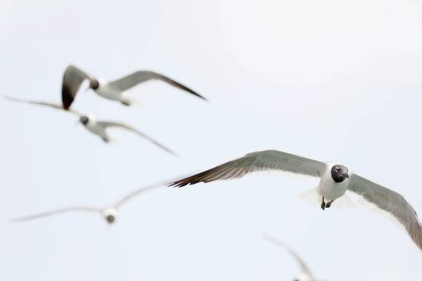 istock Flock of birds all over the Sky 1370946555