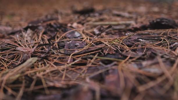 Forest Plant Litter Foliage Dry Pine Needles and Tree Bark