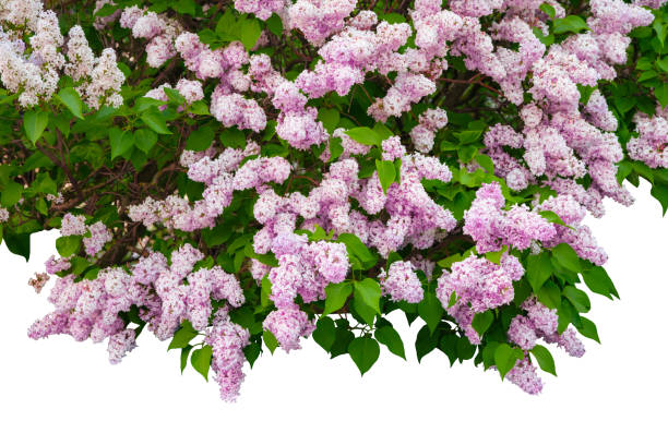 istock Purple lilac branch isolated on white background 1370946929