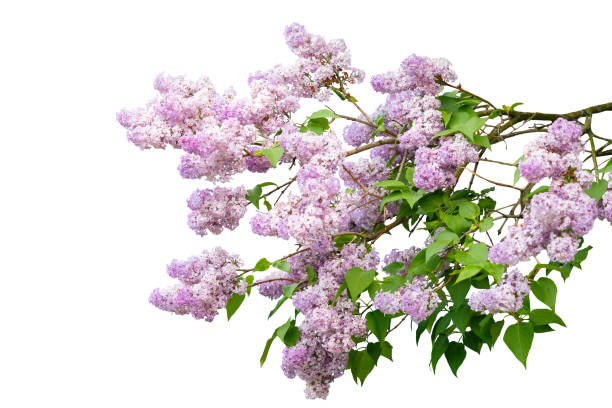 istock Purple lilac branch isolated on white background 1370947009