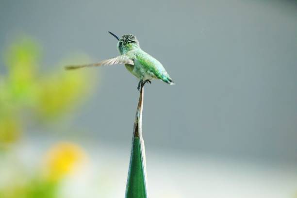 istock Hummingbird sitting on a branch 1370947057