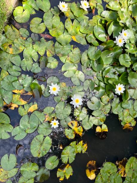 istock Water lillies in pond 1370947291