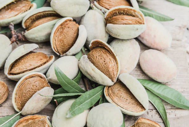 Almonds nuts just from a tree. Almonds nuts just from a tree background. almond tree stock pictures, royalty-free photos & images