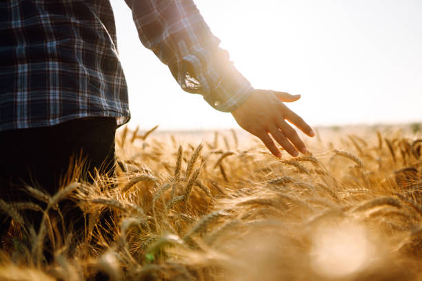 istock Man walking during sunset and touching wheat ears in gold field. 1370948441