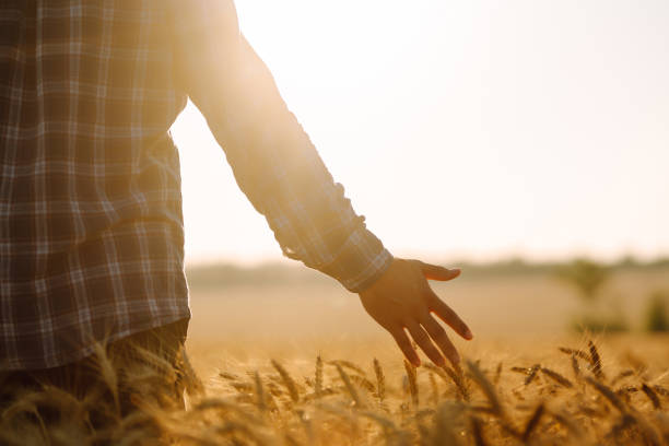 istock Man walking during sunset and touching wheat ears in gold field. 1370948444