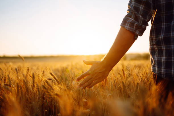 istock Man walking during sunset and touching wheat ears in gold field. 1370948452