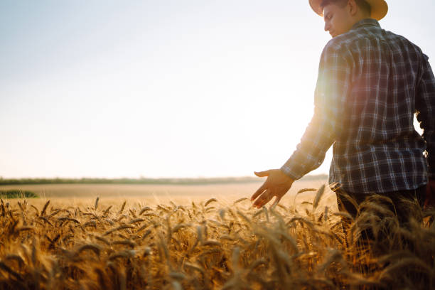 istock Man walking during sunset and touching wheat ears in gold field. 1370948464