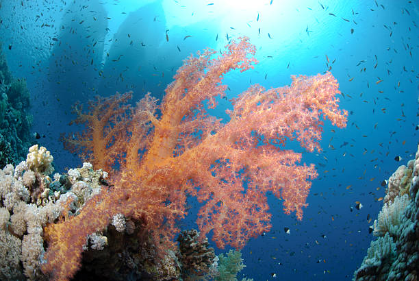 istock Vibrant and colourful tropical reef 137094858