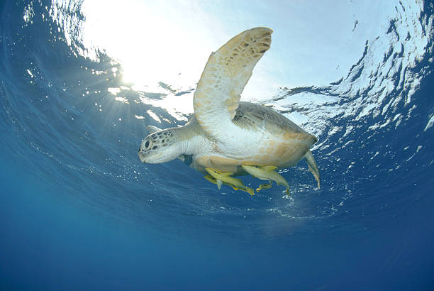 istock Green Sea turtle close to the ocean surface. 137094877