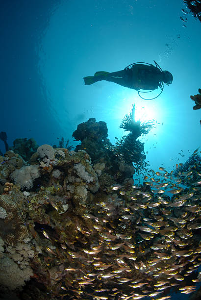 istock Scuba diver above coral reef 137094917