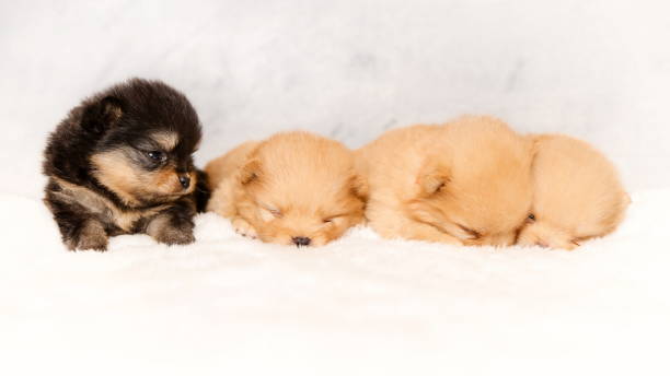 istock Cute sleeping puppies of pomeranian spitz 1370949251