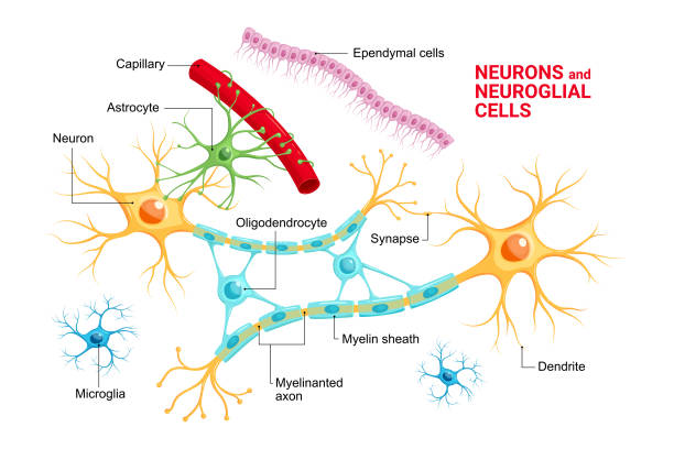 illustrazioni stock, clip art, cartoni animati e icone di tendenza di infografica vettoriale di cellule neuronali e gliali (neuroglia). astrociti, microglia e oligodendrociti, cellule ependimali (ependimociti e taniciti) - axon