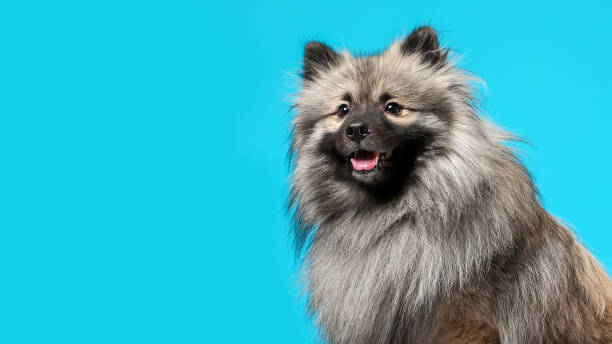 ritratto del curioso cane di razza spitz del lupo su sfondo blu - keeshond foto e immagini stock