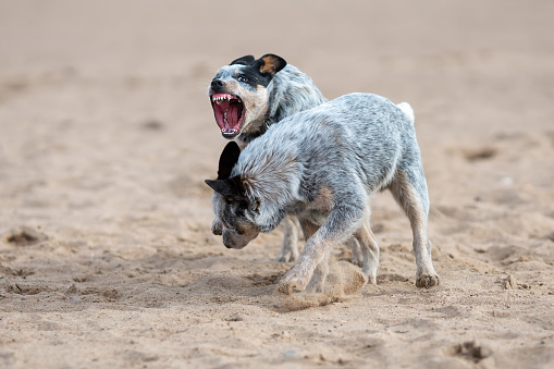 Two little puppies of australian cattle dog or blue heeler playing and fighting outdoors. Aggressive and angry puppy with open mouth and sharp big teeth