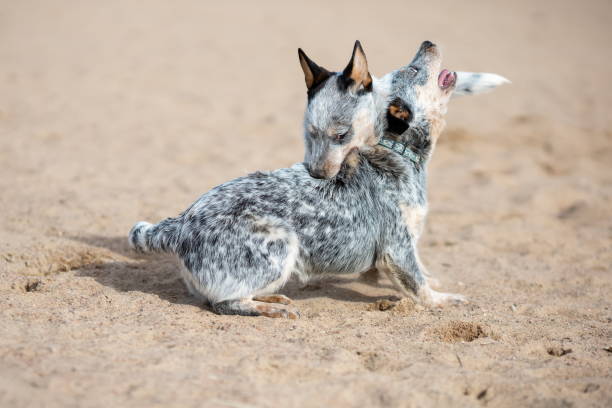 deux petits chiots de chien de bétail australien ou de talon bleu jouant et se battant à l’extérieur - cattle dog photos et images de collection