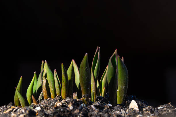 Small green shoots make their way through the ground in early spring in the garden. Small sprouts of tulips. Floriculture and gardening, the birth of a new life.