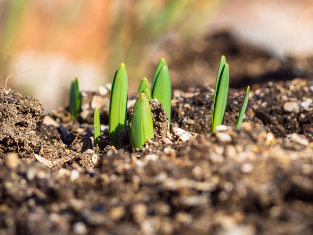 les jeunes pousses printanières sont une nouvelle vie. - plante à bulbe photos et images de collection