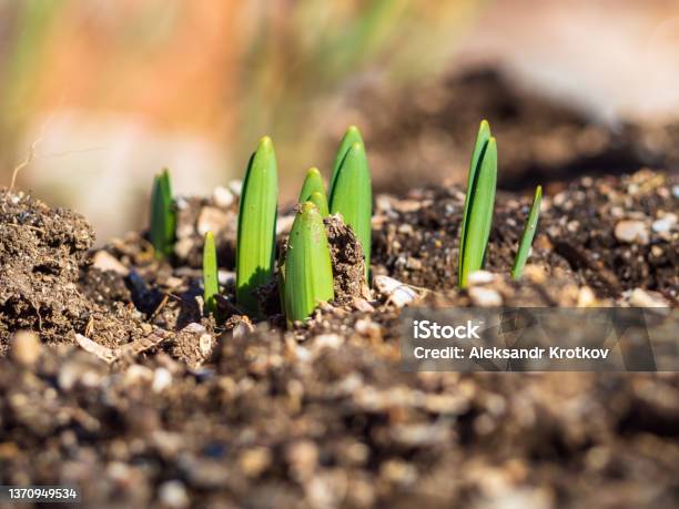 Young Spring Shoots Are A New Life Stock Photo - Download Image Now - Plant Bulb, Daffodil, Seedling