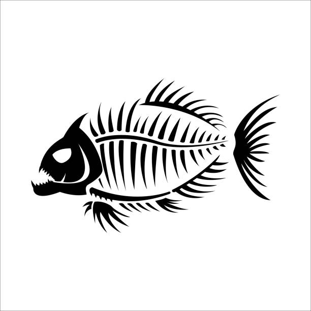 illustrazioni stock, clip art, cartoni animati e icone di tendenza di scheletro di pesce piranha - piranha