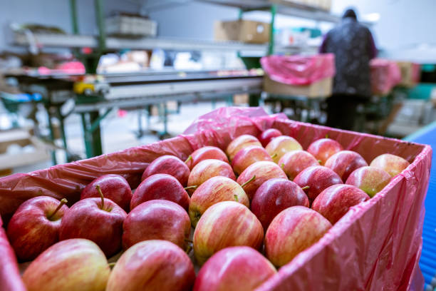 istock Ripe juicy red apples in a cardboard box. 1370950525