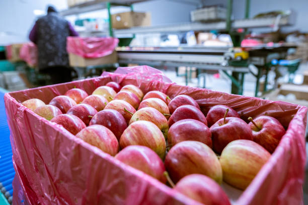 istock Ripe juicy red apples in a cardboard box. 1370950532