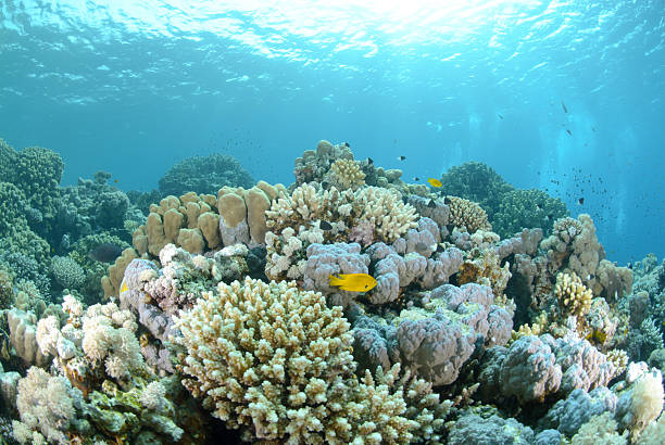 istock Vibrant and colourful tropical reef 137095120