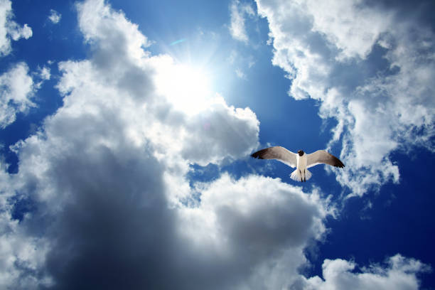 Single seagull flying over sky