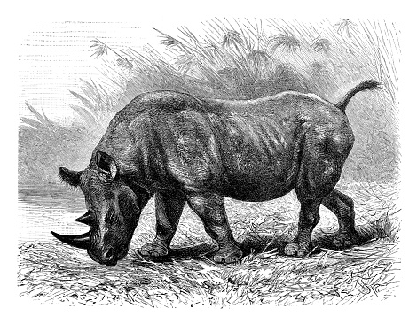 Rhinoceros bicornis
Rhinoceros commonly abbreviated to 'rhino', is one of any five extant species of odd-toed ungulates in the family Rhinocerotidae, as well as any of the numerous extinct species.
Original edition from my own archives
Source : 1898 Brockhaus