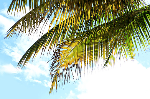 Coconut palm tree over clear blue sky in Florida