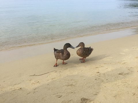 Ducks on the beach