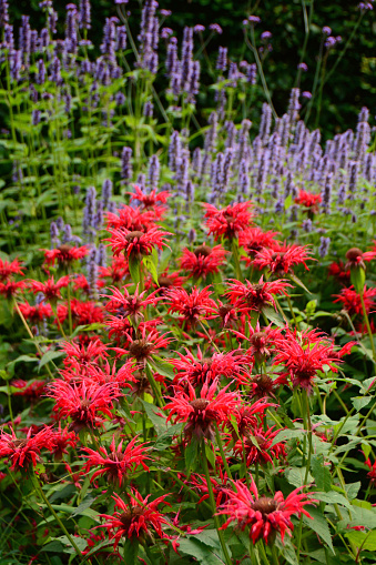 Ornamental garden: bunch of blooming red Monarda flowers in the background a purple Agastache plant.