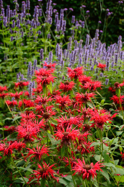 Red monarda. Ornamental garden: bunch of blooming red Monarda flowers in the background a purple Agastache plant. agastache stock pictures, royalty-free photos & images