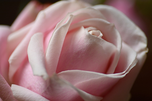 Single hybrid tea rose: large blooming flowerhead in macro composition.