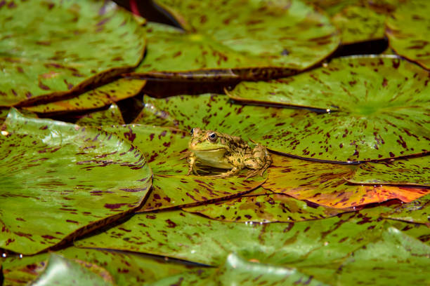 istock A small frog sits on large leaves in a pond. 1370954210