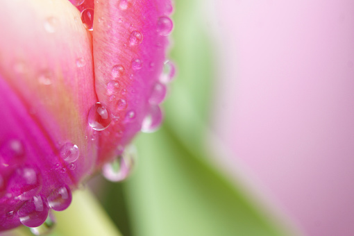 Tulip with macro photography of water droplets. Selective focus. High quality photo