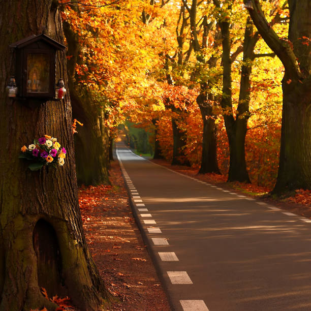 Beautiful autumn fall color tree and empty asphalt road.\nEmpty road, transportation.