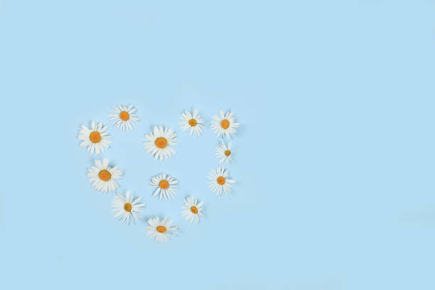 istock Composition with white chamomile flowers heart, concept hello summer, template for design, greeting card for Women's Day, mother's day, birthday, invitation, 1370955709