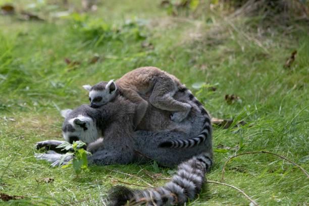 Ring-tailed lemurs are named for the 13 alternating black and white bands that adorn their tails. Unlike most other lemurs, ringtails spend 40 percent of their time on the ground, moving quadrupedally along the forest floor.